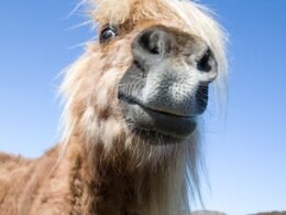 Horses Sleep With Their Eyes Open