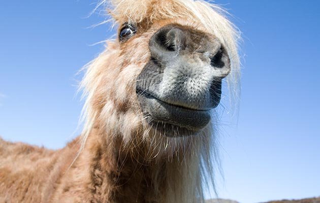 Horses Sleep With Their Eyes Open