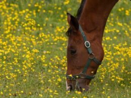 Horses Have a Gallbladder