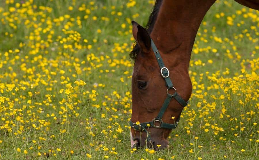 Horses Have a Gallbladder