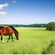 Horses Safely Consume Johnson Grass