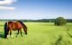 Can Horses Safely Consume Johnson Grass? Find Out Now! 5 Horses Safely Consume Johnson Grass