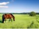 Horses Safely Consume Johnson Grass