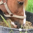Can Horses Safely Digest Soybeans