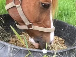 Can Horses Safely Digest Soybeans