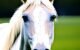 What Do You Call a Horse With No Eyes: The Mystifying Enigma 5 Horse With No Eyes