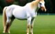 Can Horses Safely Digest Sweet Potatoes? Find Out Now! 5 Horses Safely Digest Sweet Potatoes