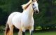 How to Easily Teach a Horse to Bow: Proven Techniques! 5 Horse to Bow