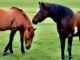 Can Horses Eat Peanuts? Discover the Surprising Facts about Equine Nutrition! 13 Horses Eat