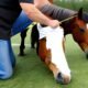What is Taping a Horse? Discover the Powerful Benefits and Techniques 8 Taping a Horse