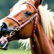 Horses Bare Their Teeth