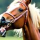 Why Do Horses Bare Their Teeth: Understanding Equine Behavior 8 Horses Bare Their Teeth