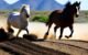 Why Do Horses Roll in the Dirt: Unveiling the Bizarre Behavior 5 Horses Roll in the Dirt