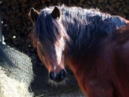 How Much Hay Does a Horse Eat Per Month: Expert Tips and Advice