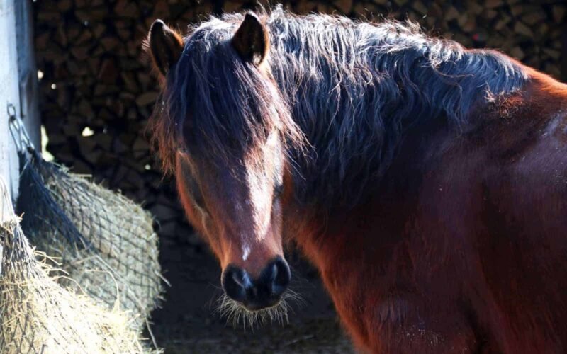 How Much Hay Does a Horse Eat Per Month: Expert Tips and Advice
