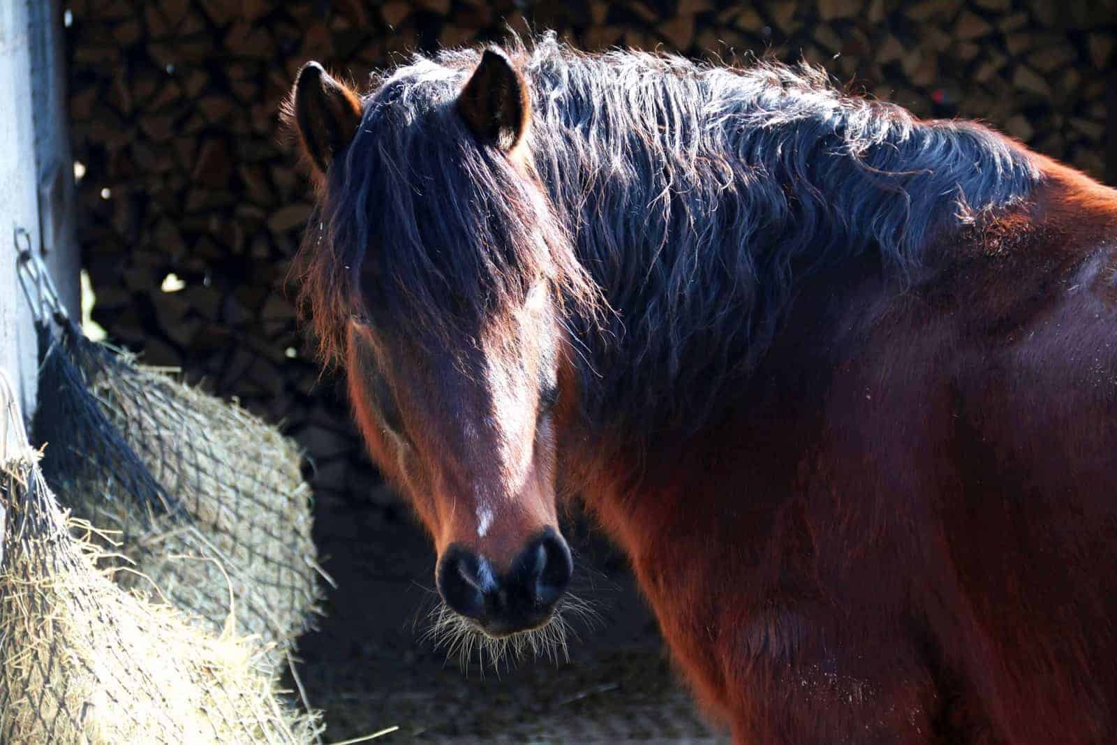 How Much Hay Does a Horse Eat Per Month: Expert Tips and Advice