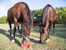 Horses Eat Watermelon