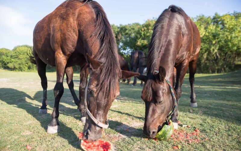 Horses Eat Watermelon