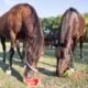 Horses Eat Watermelon