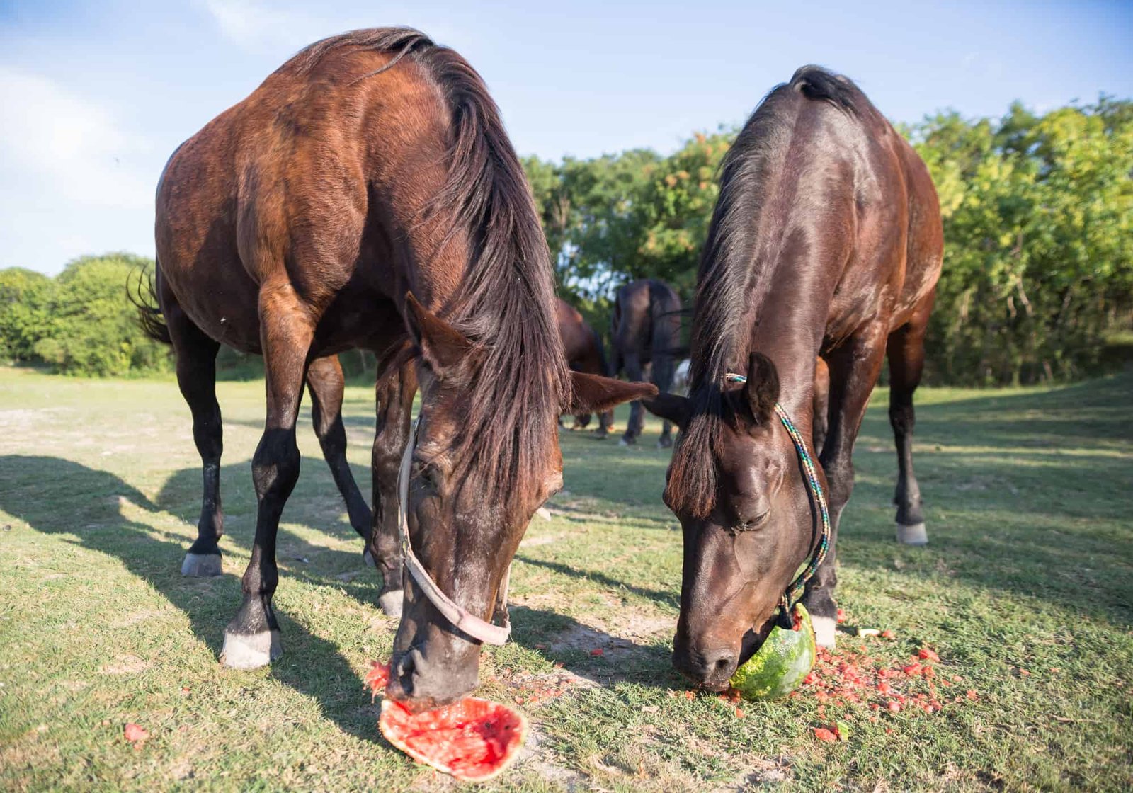 Horses Eat Watermelon