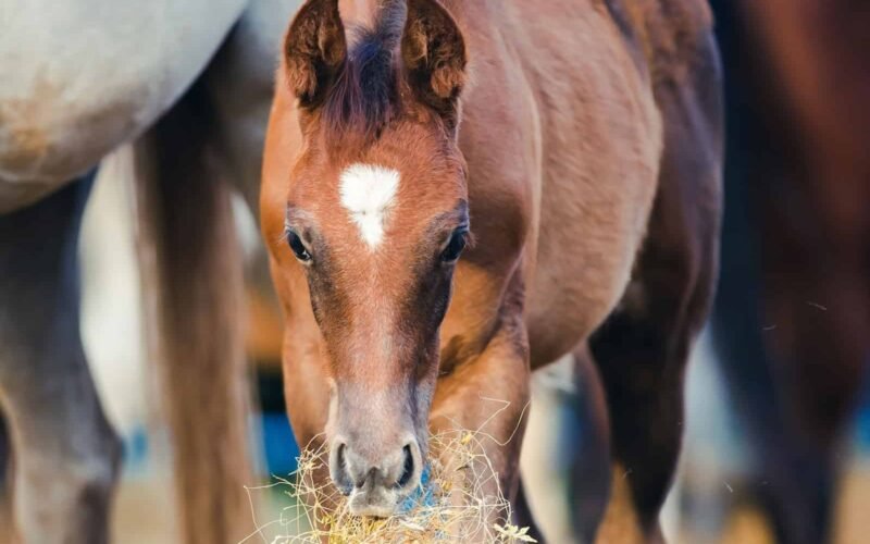 Dogs Safely Consume Horse Night Eyes
