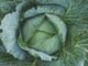 Can Horses Eat Cabbage?: Unveiling the Truth About Equine Nutrition 13 Horses Eat Cabbage