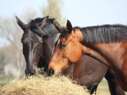 Horse Eating Hay