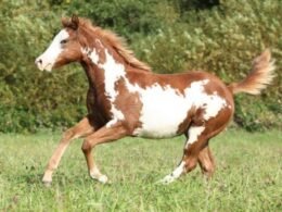 What Does American Paint Horse Eat