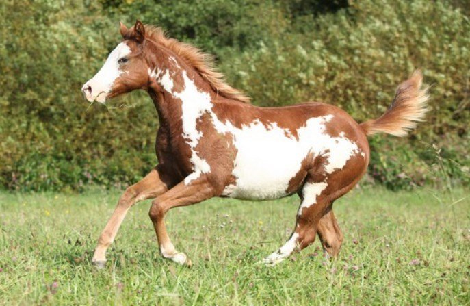What Does American Paint Horse Eat