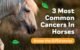 How Long Can a Horse Survive Squamous Cell Carcinoma? Discover the Truth! 5 Horse Survive Squamous Cell Carcinoma