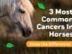 How Long Can a Horse Survive Squamous Cell Carcinoma? Discover the Truth! 15 Horse Survive Squamous Cell Carcinoma