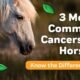 How Long Can a Horse Survive Squamous Cell Carcinoma? Discover the Truth! 7 Horse Survive Squamous Cell Carcinoma