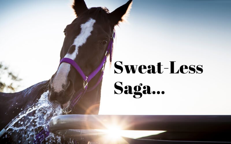 Why is My Horse Not Eating: Unraveling the Mysterious Appetite Loss