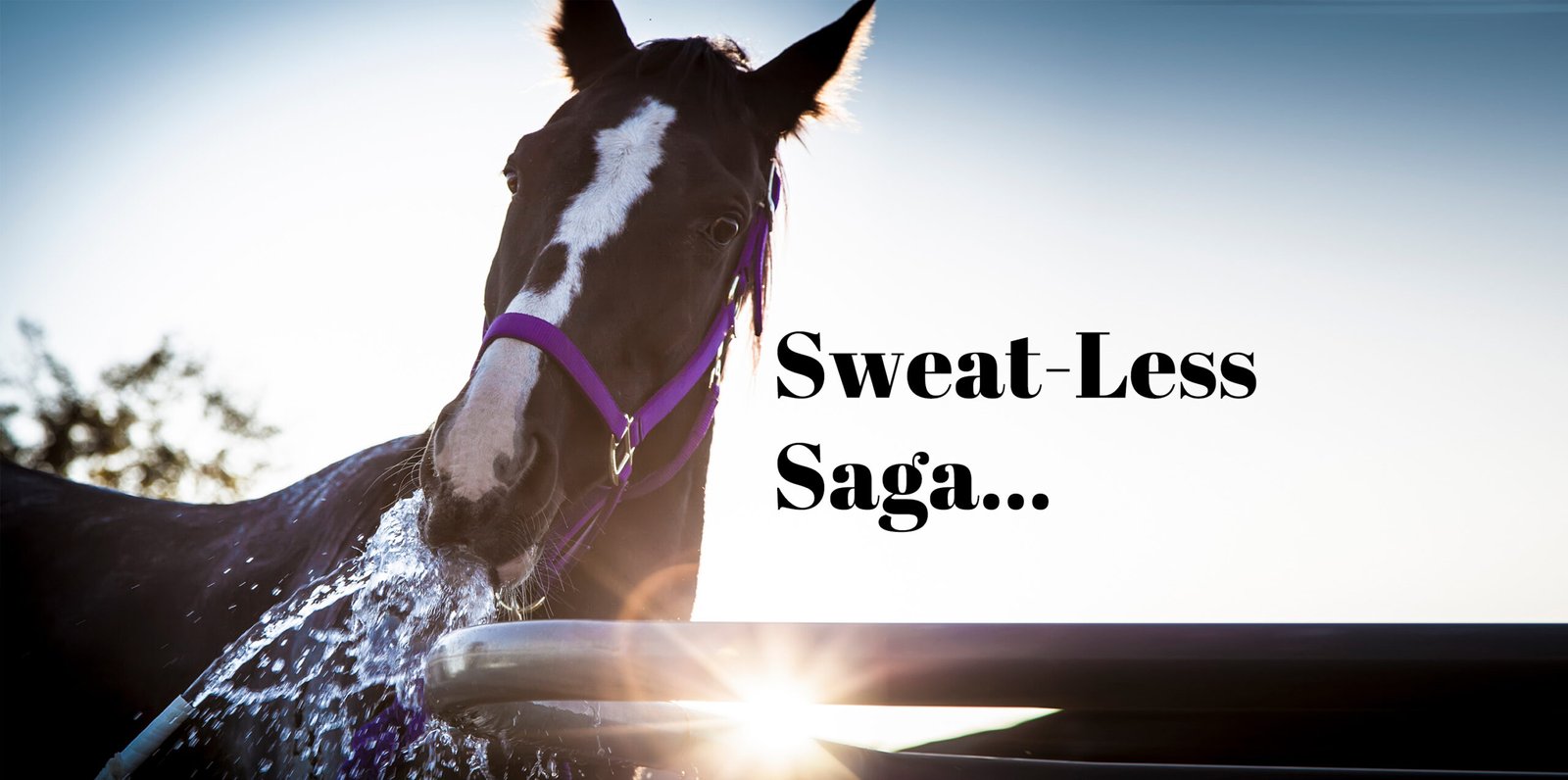 Why is My Horse Not Eating: Unraveling the Mysterious Appetite Loss