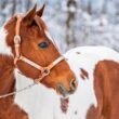 Can Horses Eat Snow