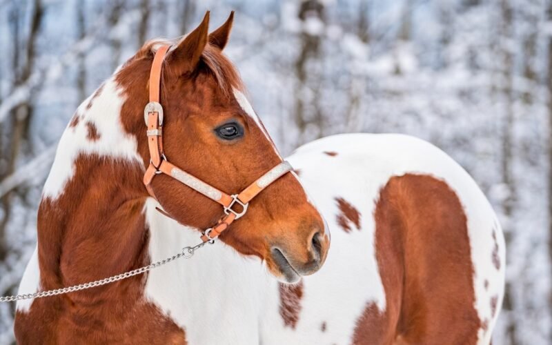 Can Horses Eat Snow