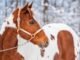 Can Horses Eat Snow? Discover the Surprising Truth! 9 Can Horses Eat Snow