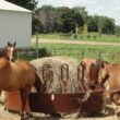 Horses Safely Consume Rain-Soaked Hay