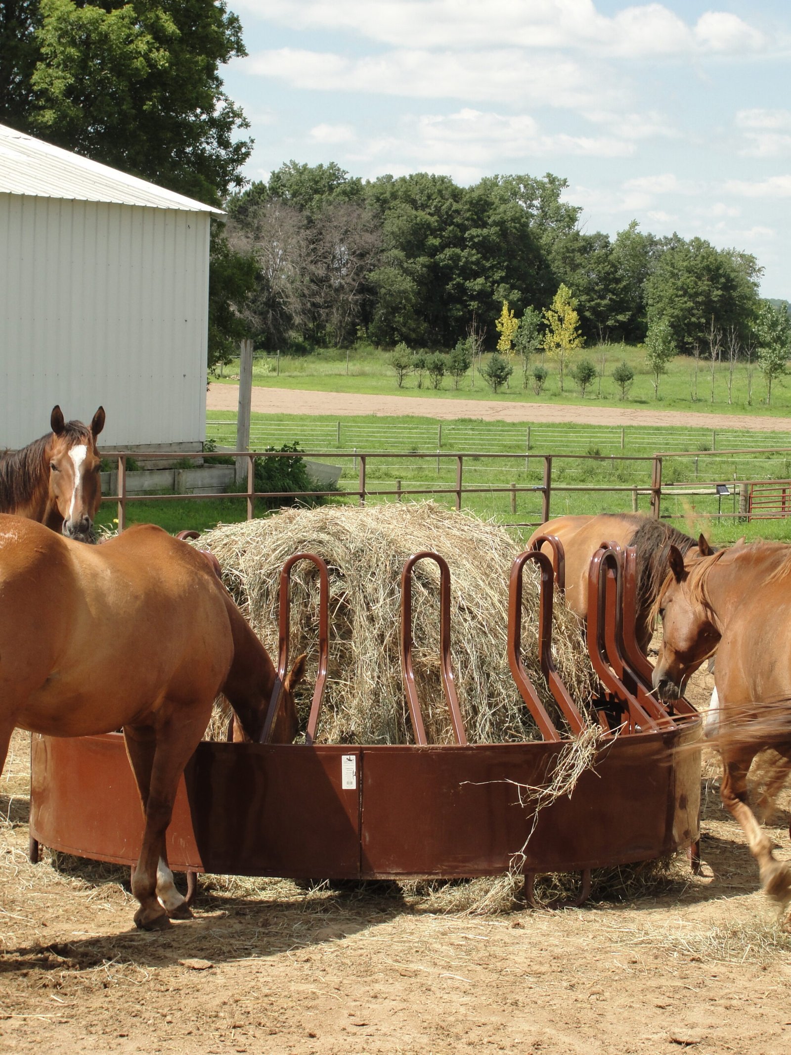 Horses Safely Consume Rain-Soaked Hay