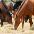 Horses Safely Consume Bermuda Grass