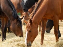 Horses Safely Consume Bermuda Grass