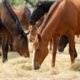 Can Horses Safely Consume Bermuda Grass? Find Out Here! 7 Horses Safely Consume Bermuda Grass