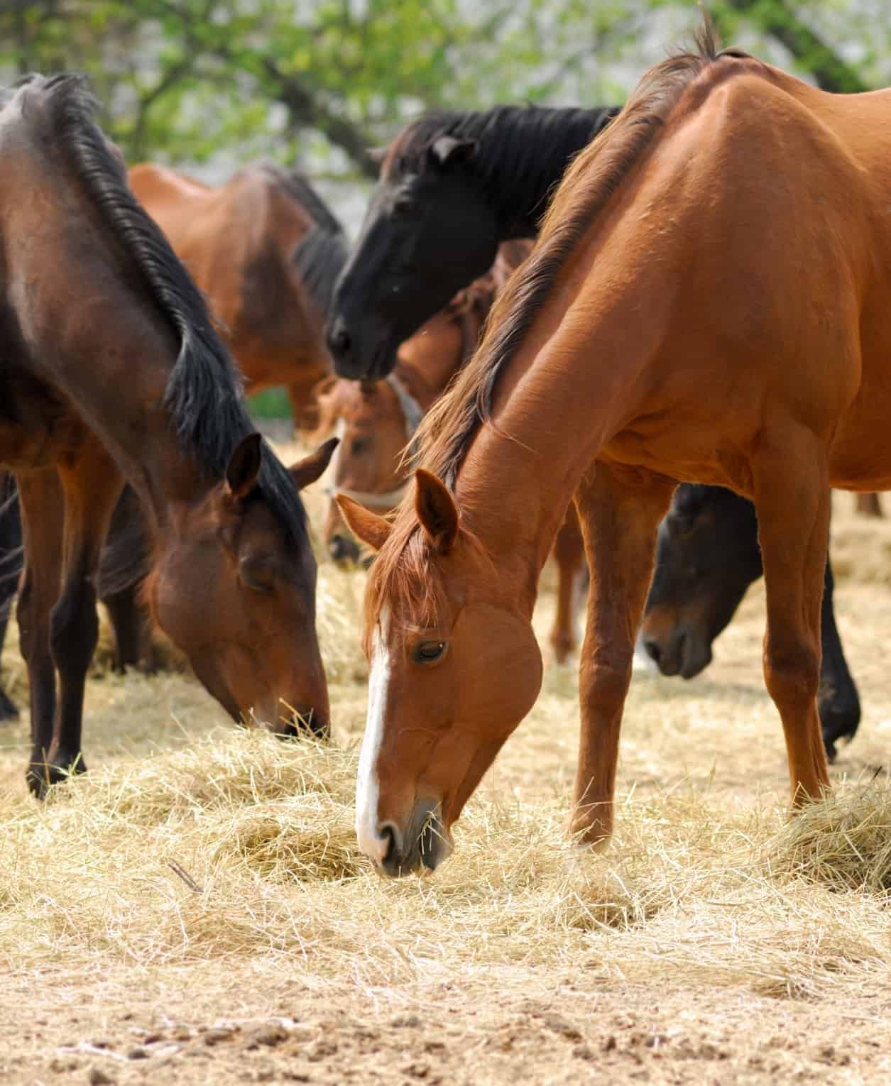 Horses Safely Consume Bermuda Grass