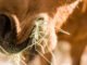 Can Horses Safely Consume Bahia Hay: Essential Facts to Know 9 Horses Safely Consume Bahia Hay