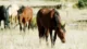 What Do Wild Horses Eat in the Winter? Nourishing Their Survival! 5 Wild Horses Eat in the Winter