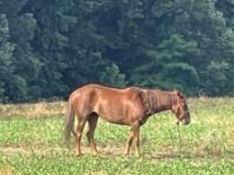 Blanket Trauma Horses