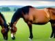 Can Horses Eat Peanuts? Discover the Surprising Facts about Equine Nutrition! 6 Can Horses Eat Peanuts? Discover the Surprising Facts about Equine Nutrition!