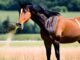 Why Did the Horse Eat With Its Mouth Open: Unveiling this Surprising Behavior 6 Why Did the Horse Eat With Its Mouth Open: Unveiling this Surprising Behavior