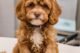 Cavapoo Lifespan