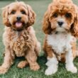 Cavapoo Vs Cavapoochon